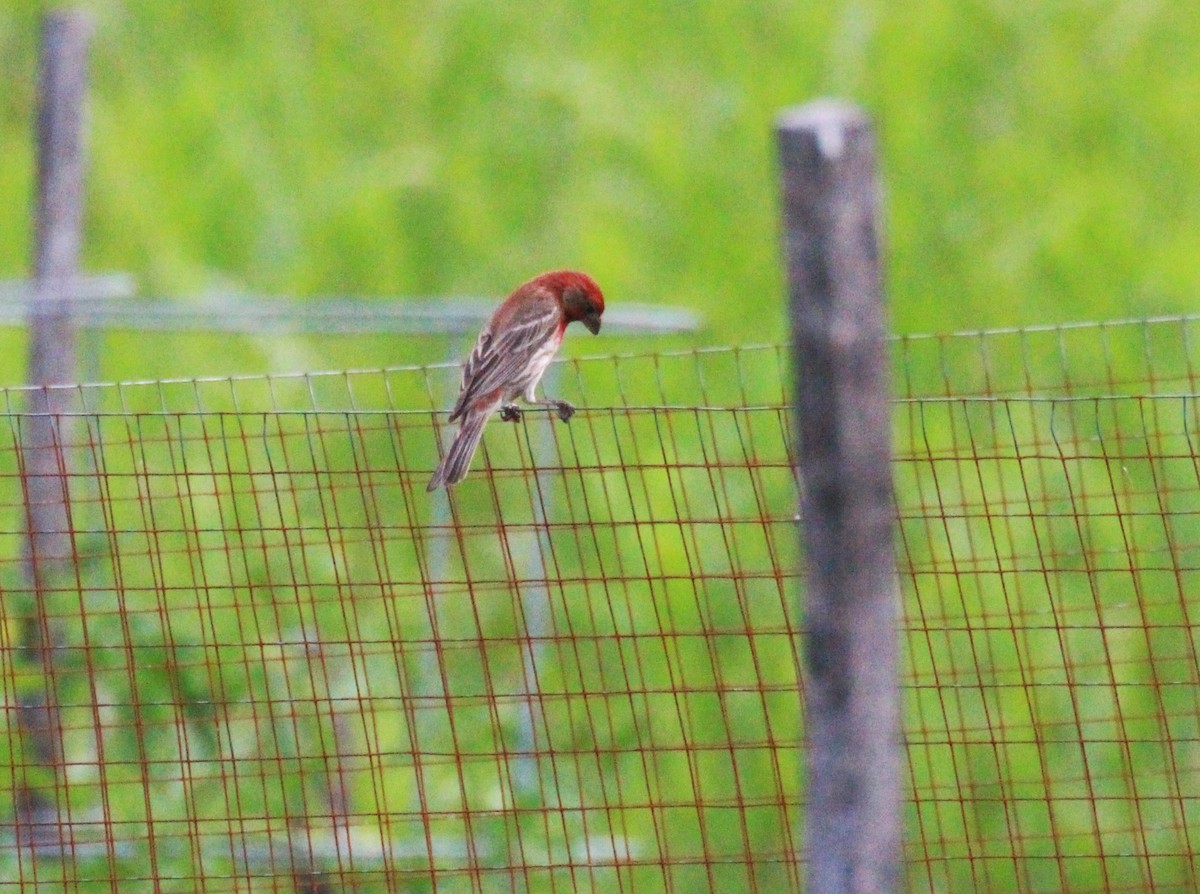 House Finch - ML638618726