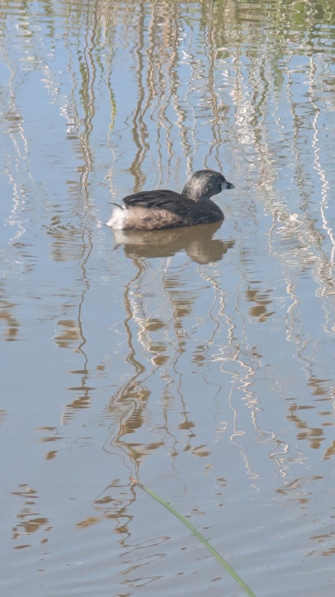 Pied-billed Grebe - ML638618727