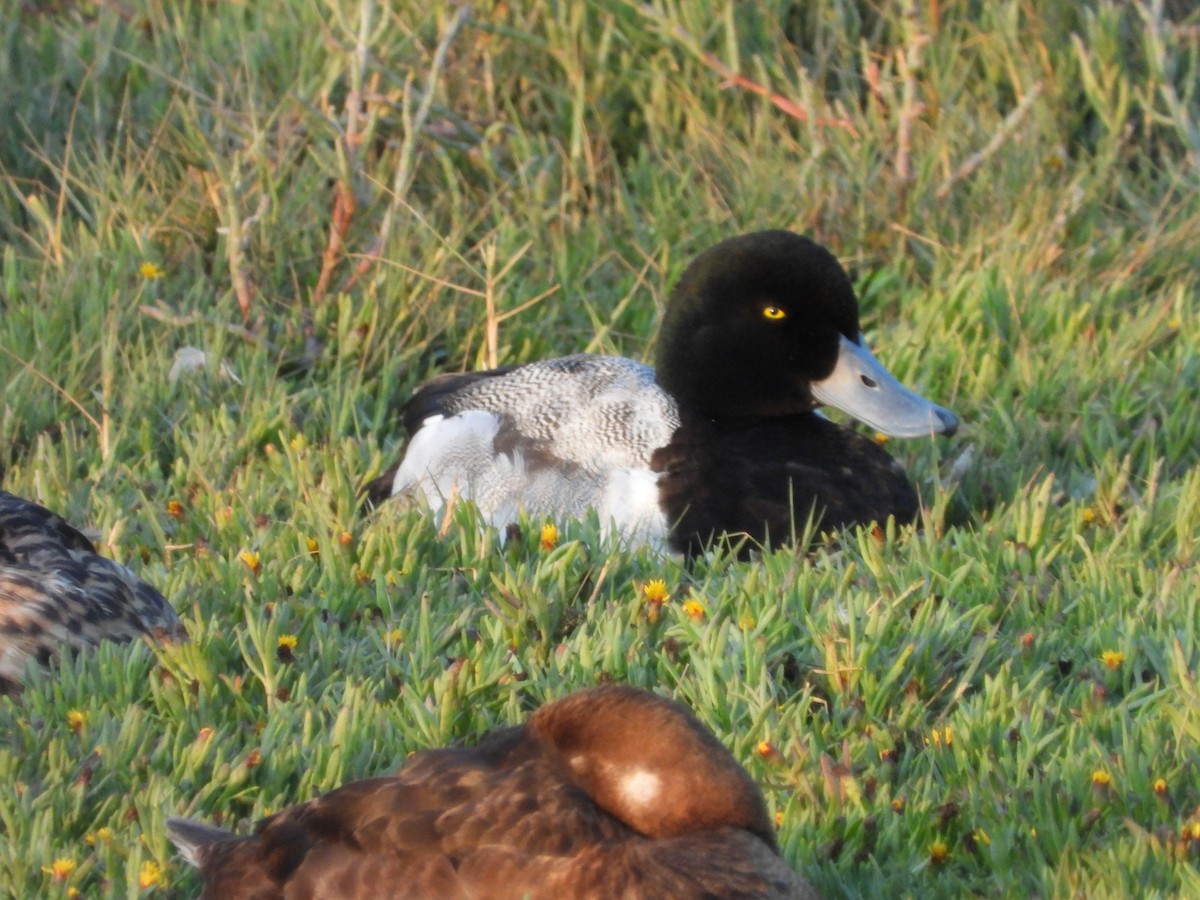 Тэнгисийн шумбуур - ML638618740