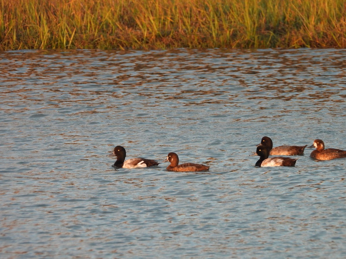 Тэнгисийн шумбуур - ML638618741