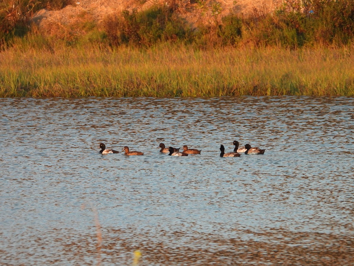 Тэнгисийн шумбуур - ML638618742