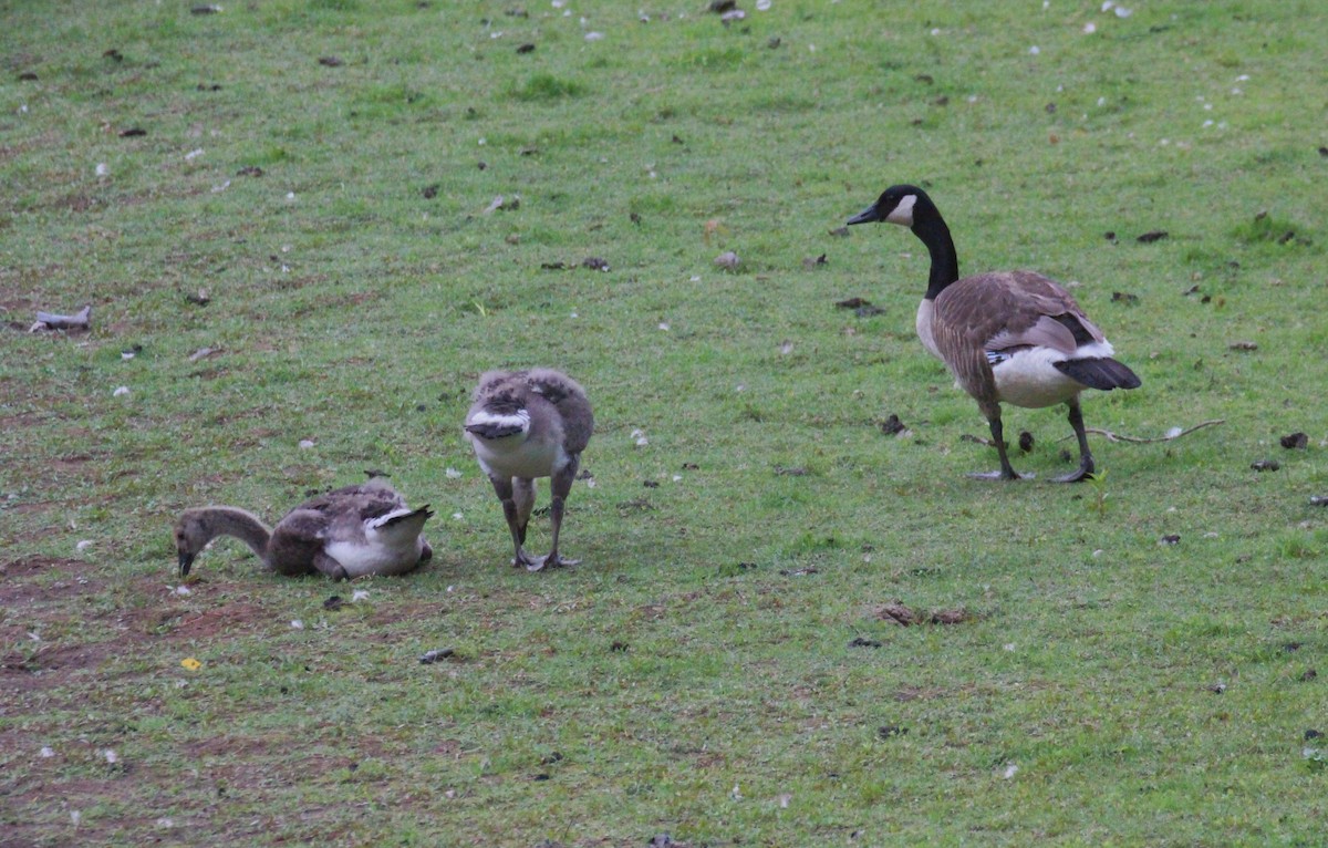 Canada Goose - ML638618755