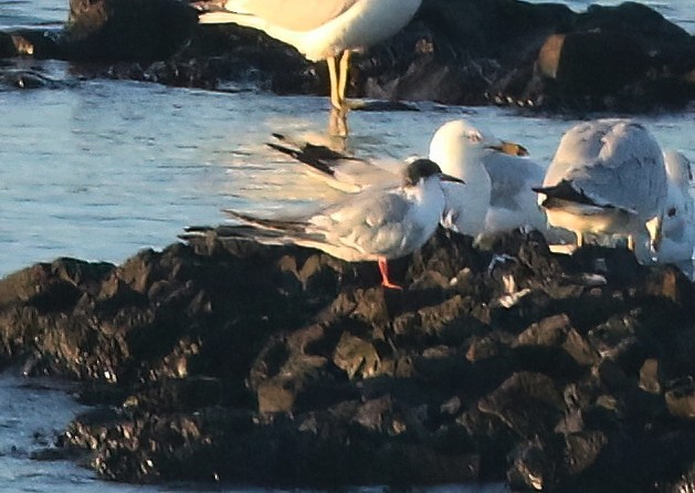 Forster's Tern - ML638618757