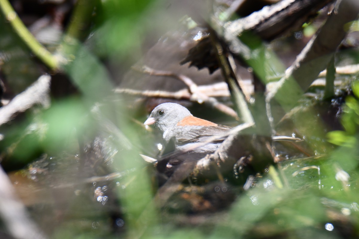 Dark-eyed Junco - ML638618767
