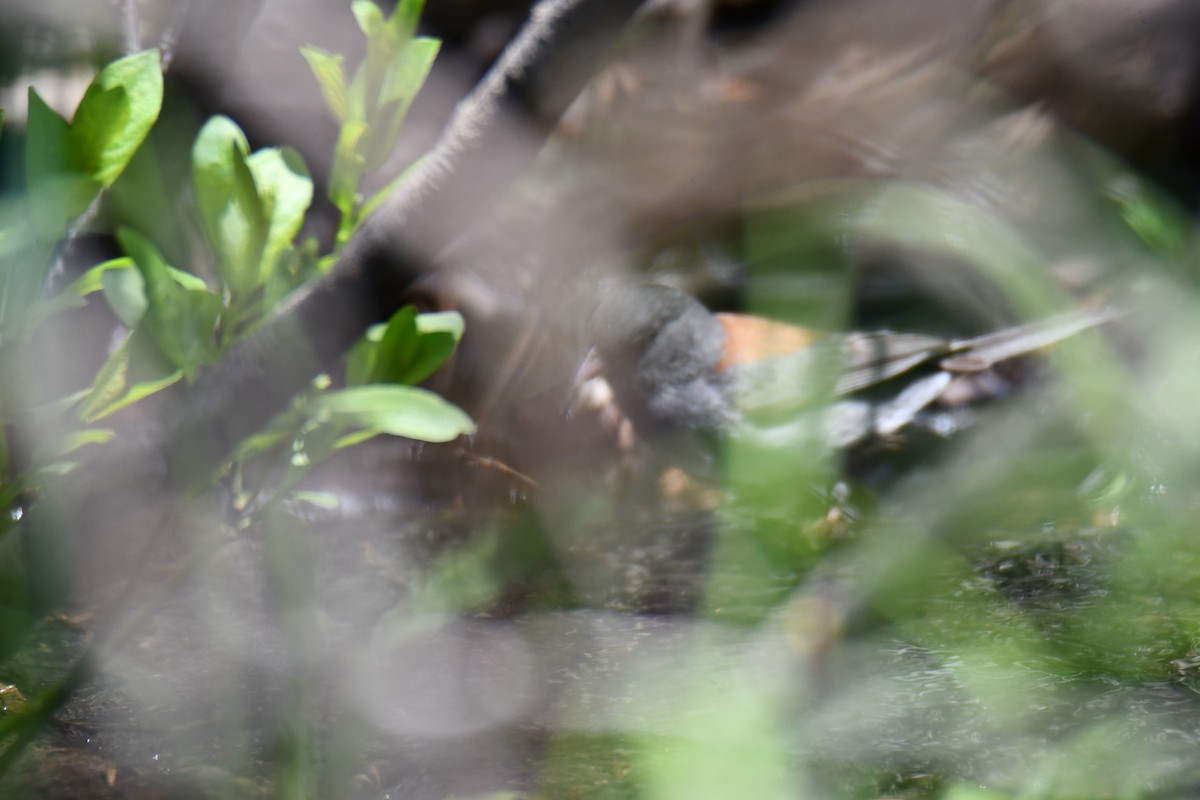 Dark-eyed Junco - ML638618768