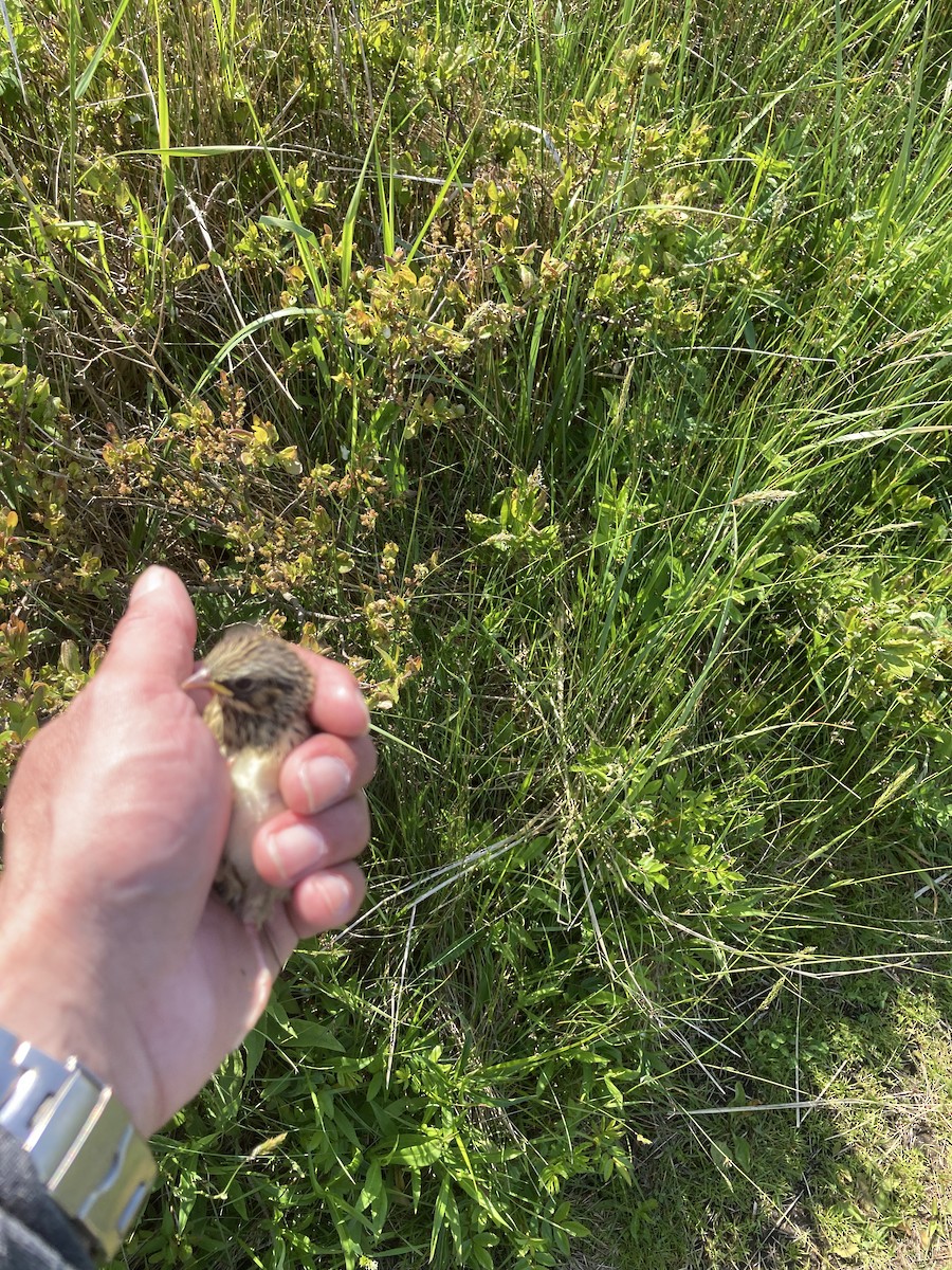 Savannah Sparrow - ML638618806