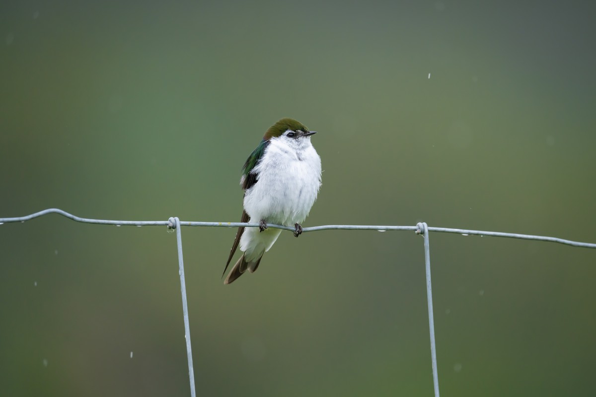 Violet-green Swallow - ML638618834