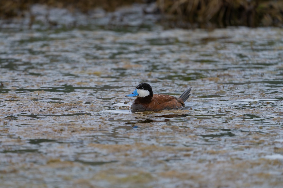 Ruddy Duck - ML638618835