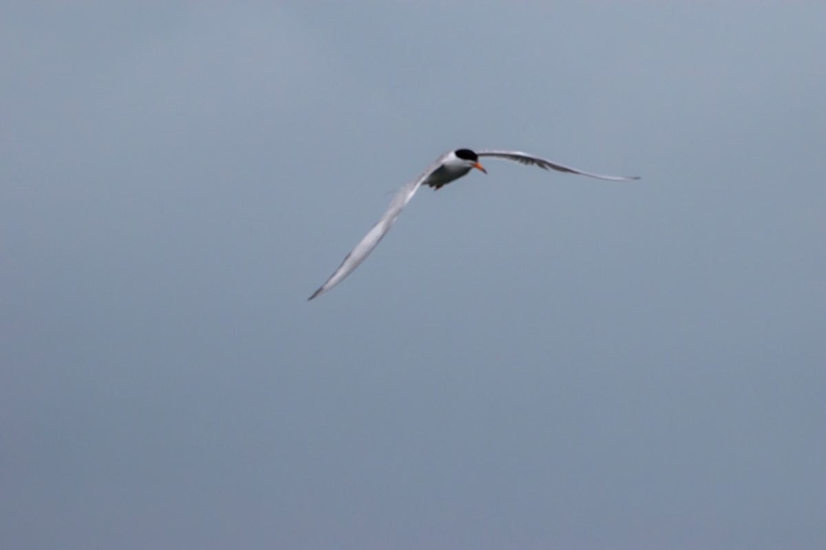 Forster's Tern - ML638618853