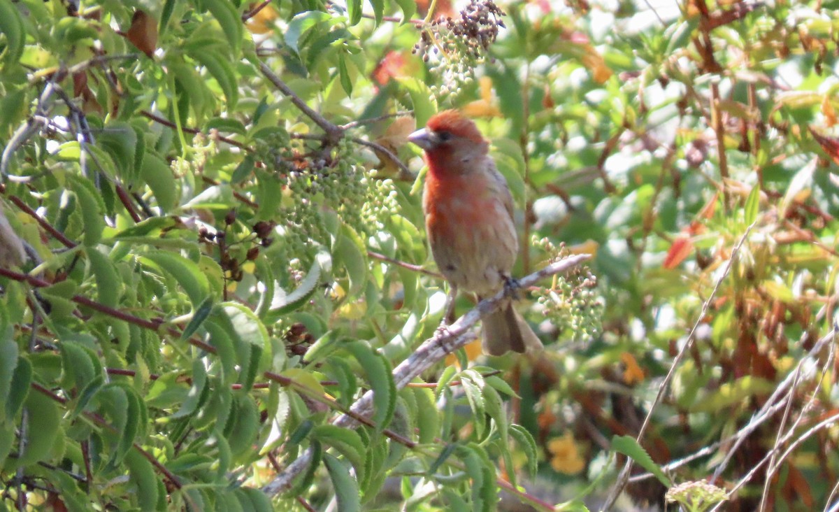House Finch - ML638618874