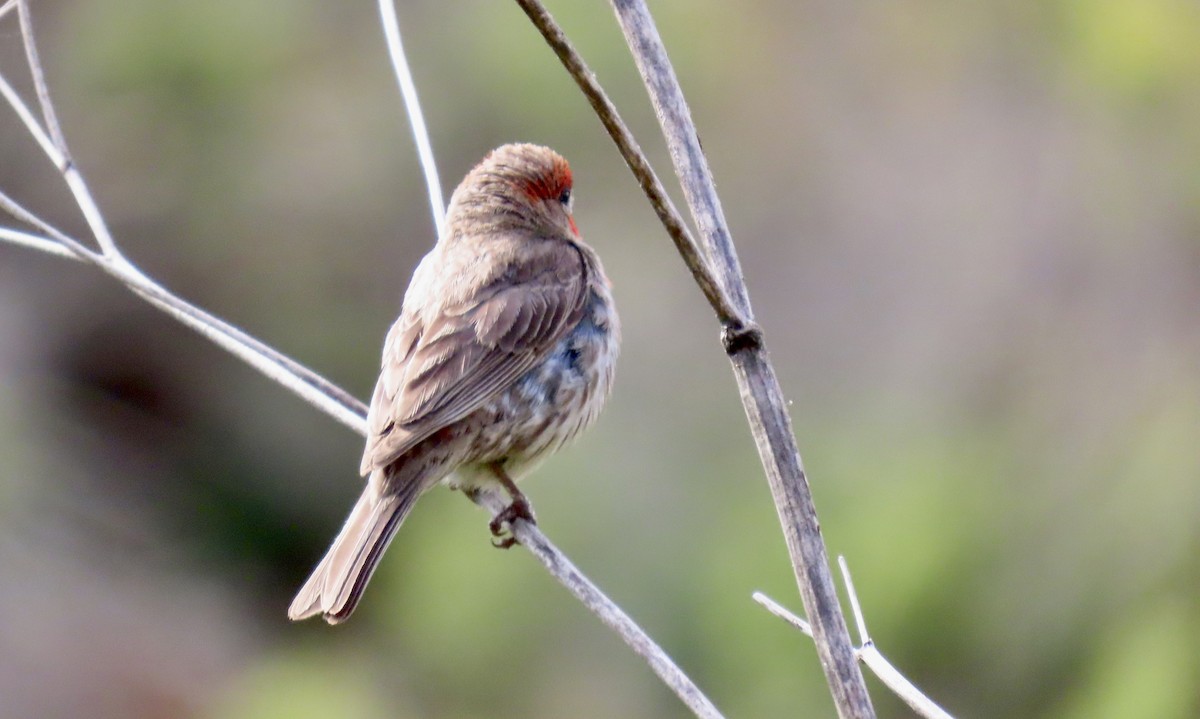 House Finch - ML638618878