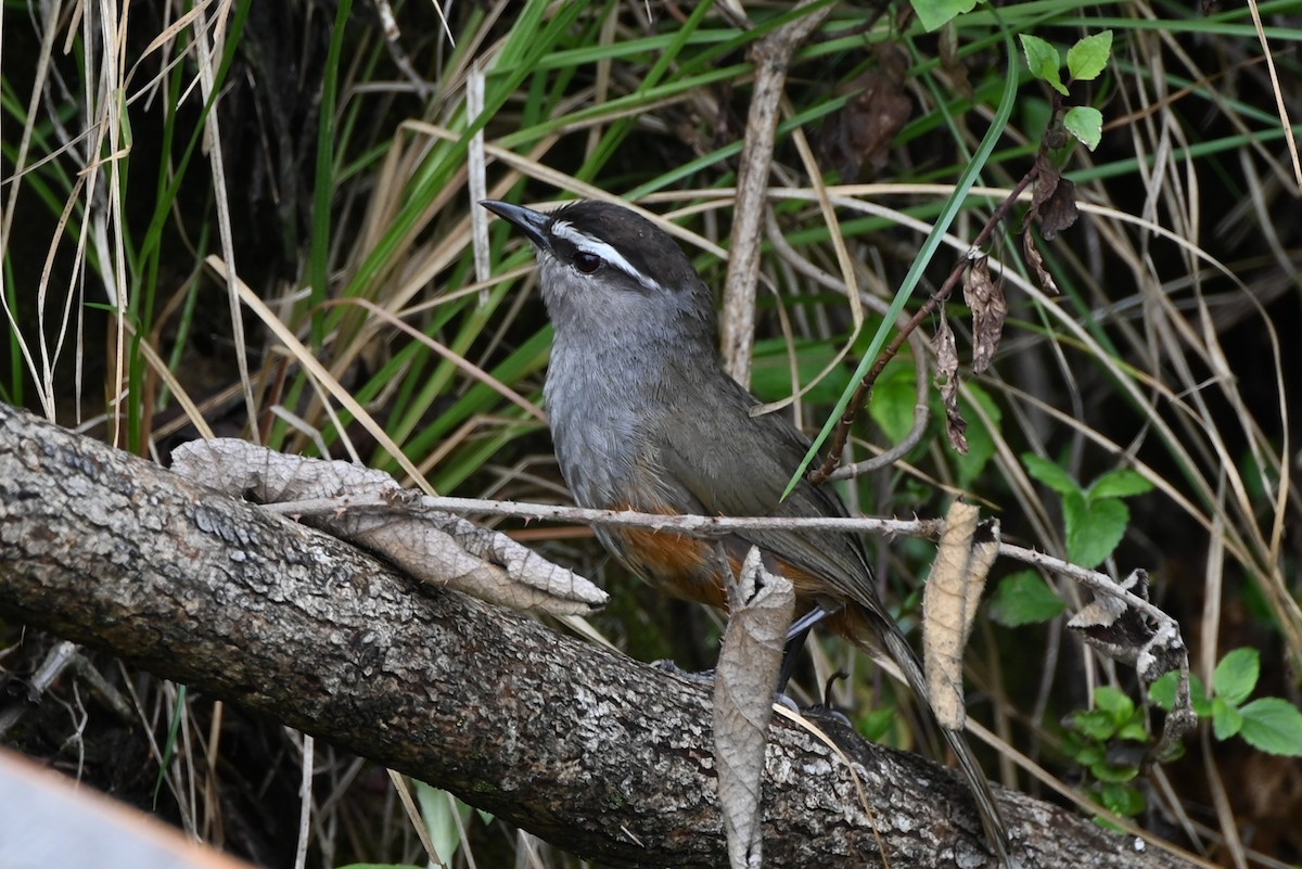 Palani Laughingthrush - ML638618879