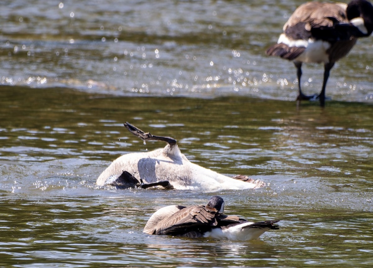 Canada Goose - ML638618882