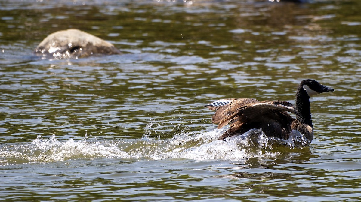 Canada Goose - ML638618883