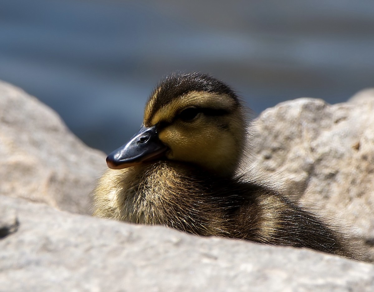 Mallard - ML638618887