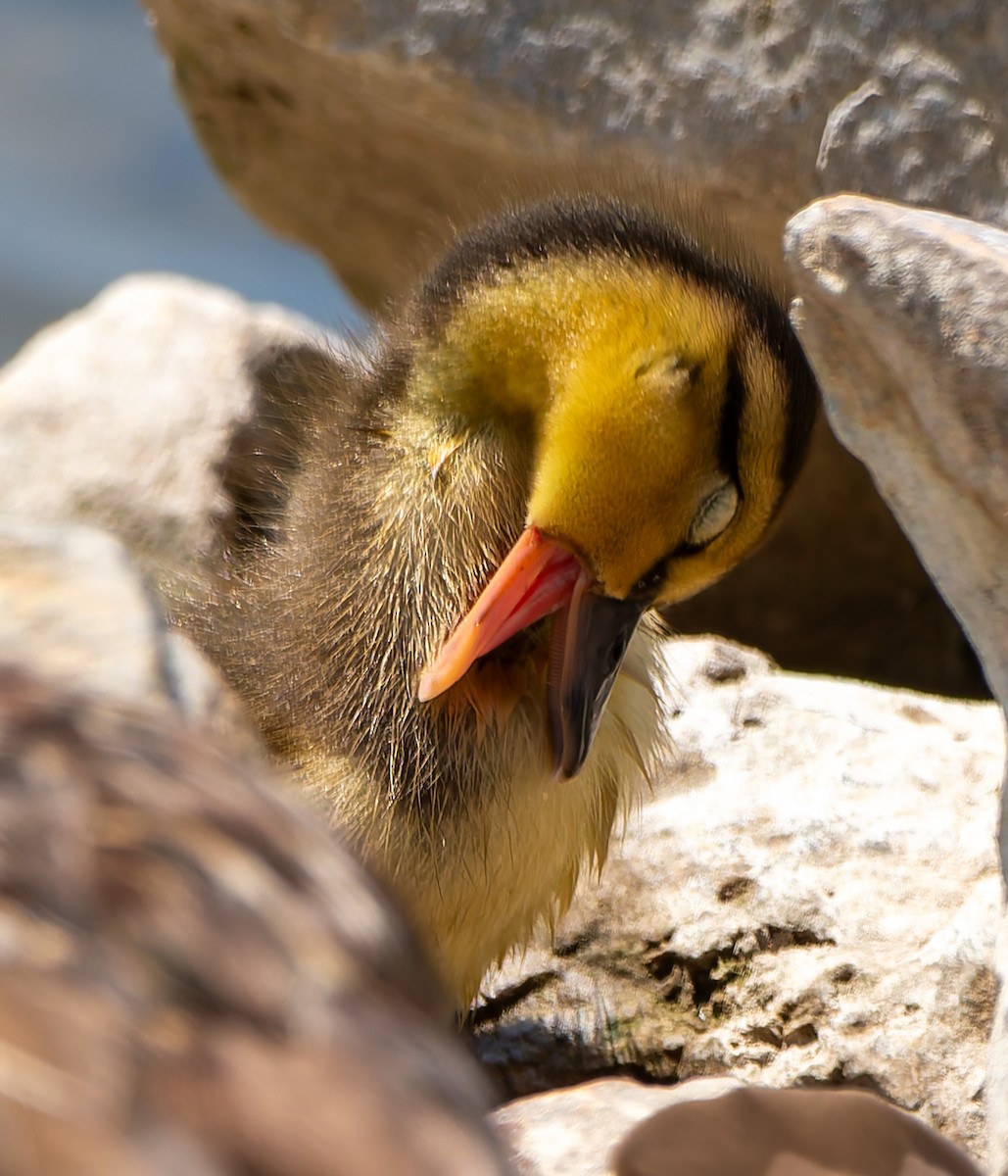 Mallard - ML638618888