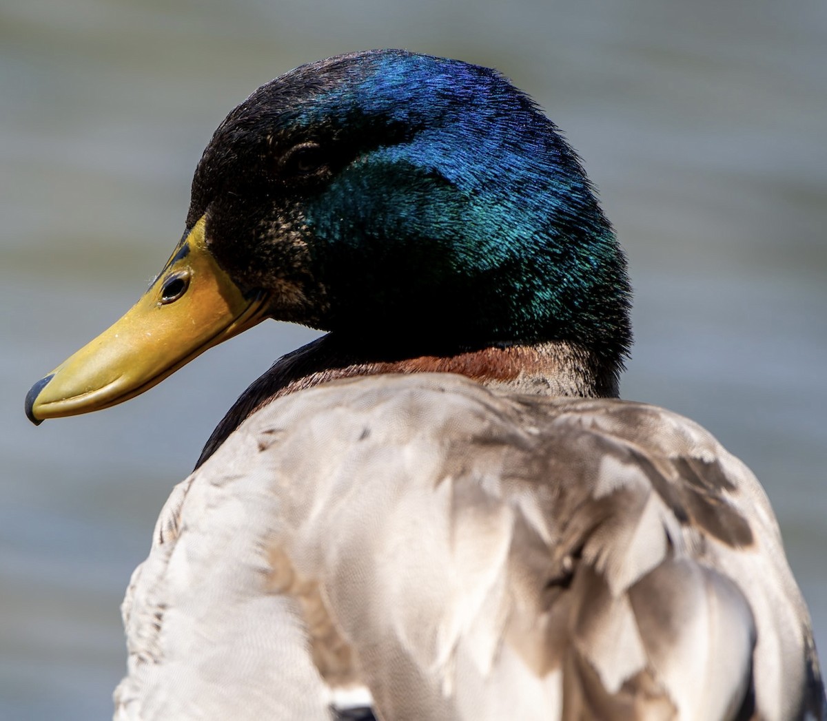 Mallard - ML638618889