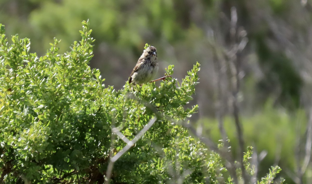 Song Sparrow - ML638618891