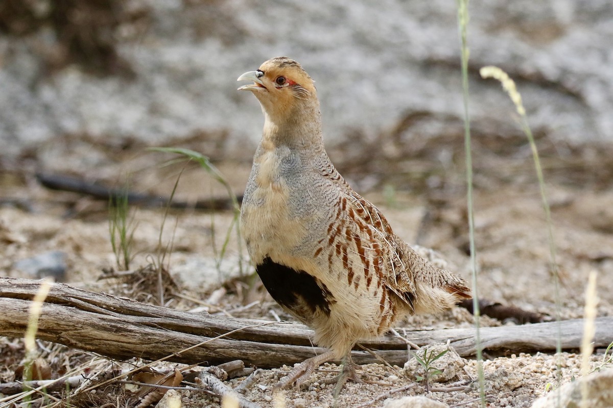 Daurian Partridge - ML638618892