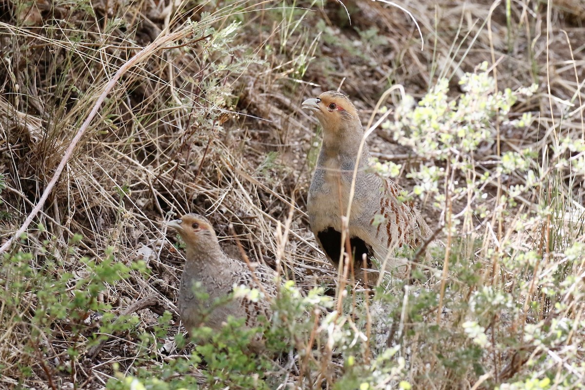 Daurian Partridge - ML638618893