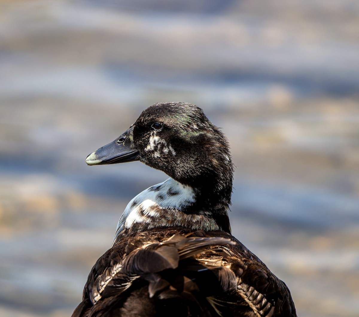 Mallard (Domestic type) - ML638618894