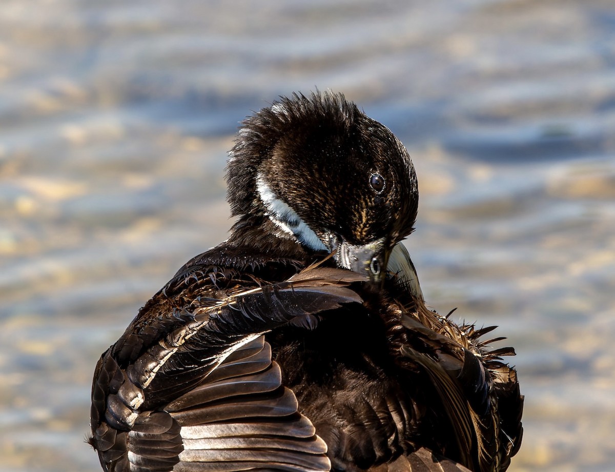 Mallard (Domestic type) - ML638618896