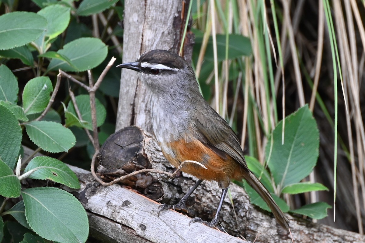 Palani Laughingthrush - ML638618898