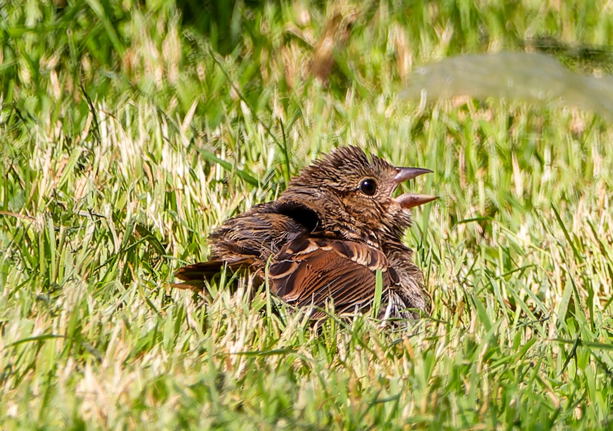 Song Sparrow - ML638618907