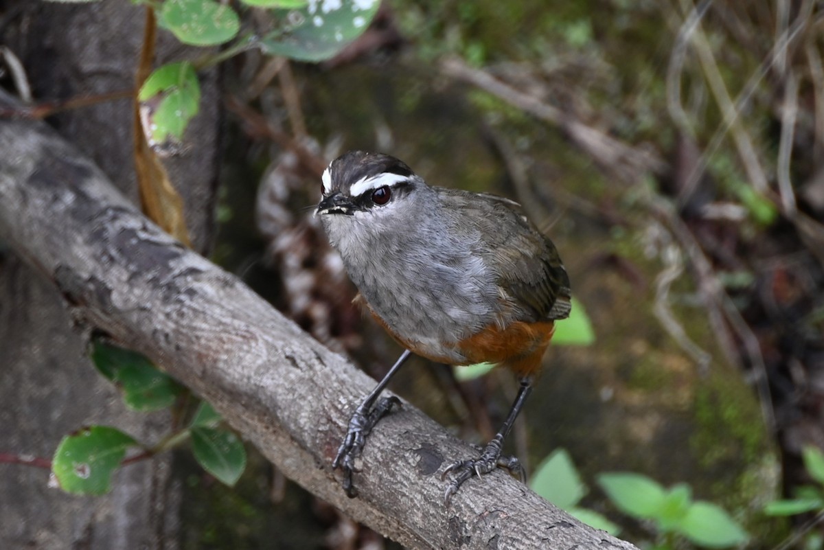 Palani Laughingthrush - ML638618909