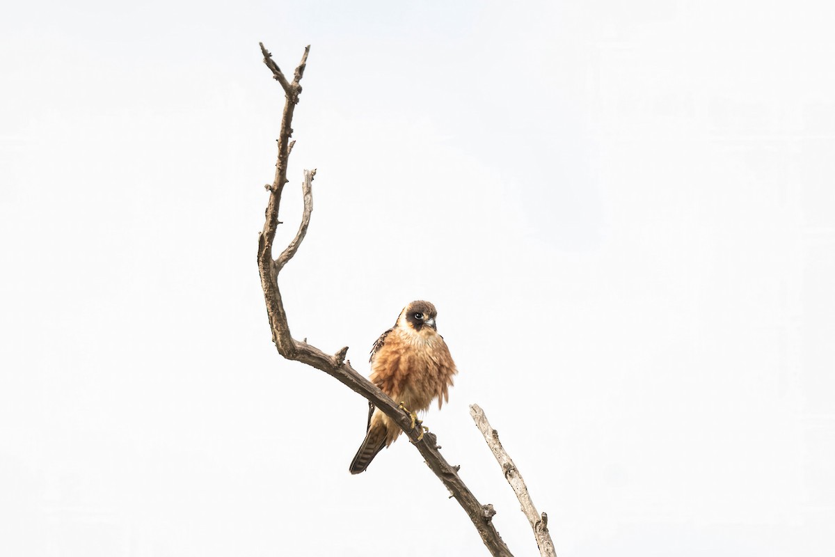 Australian Hobby - ML638618917
