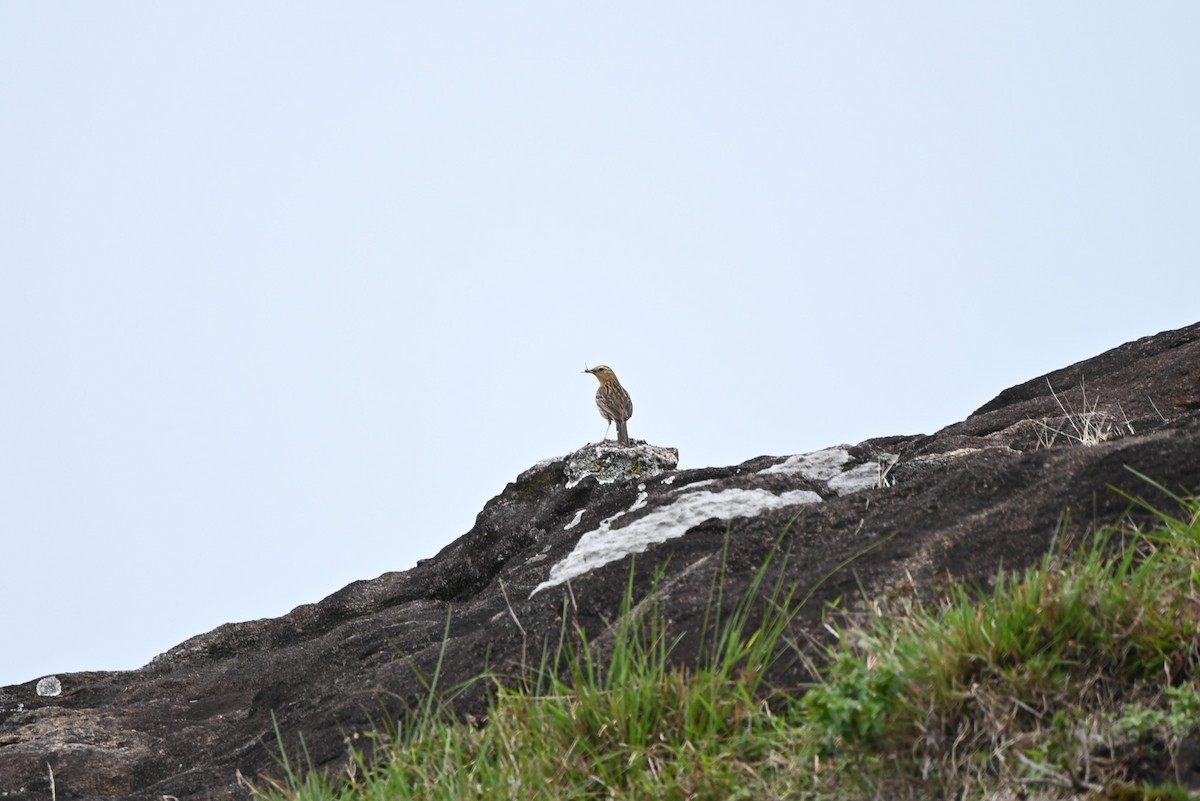 Nilgiri Pipit - ML638618943