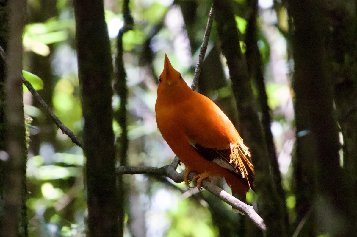 Guianan Cock-of-the-rock - ML638618947