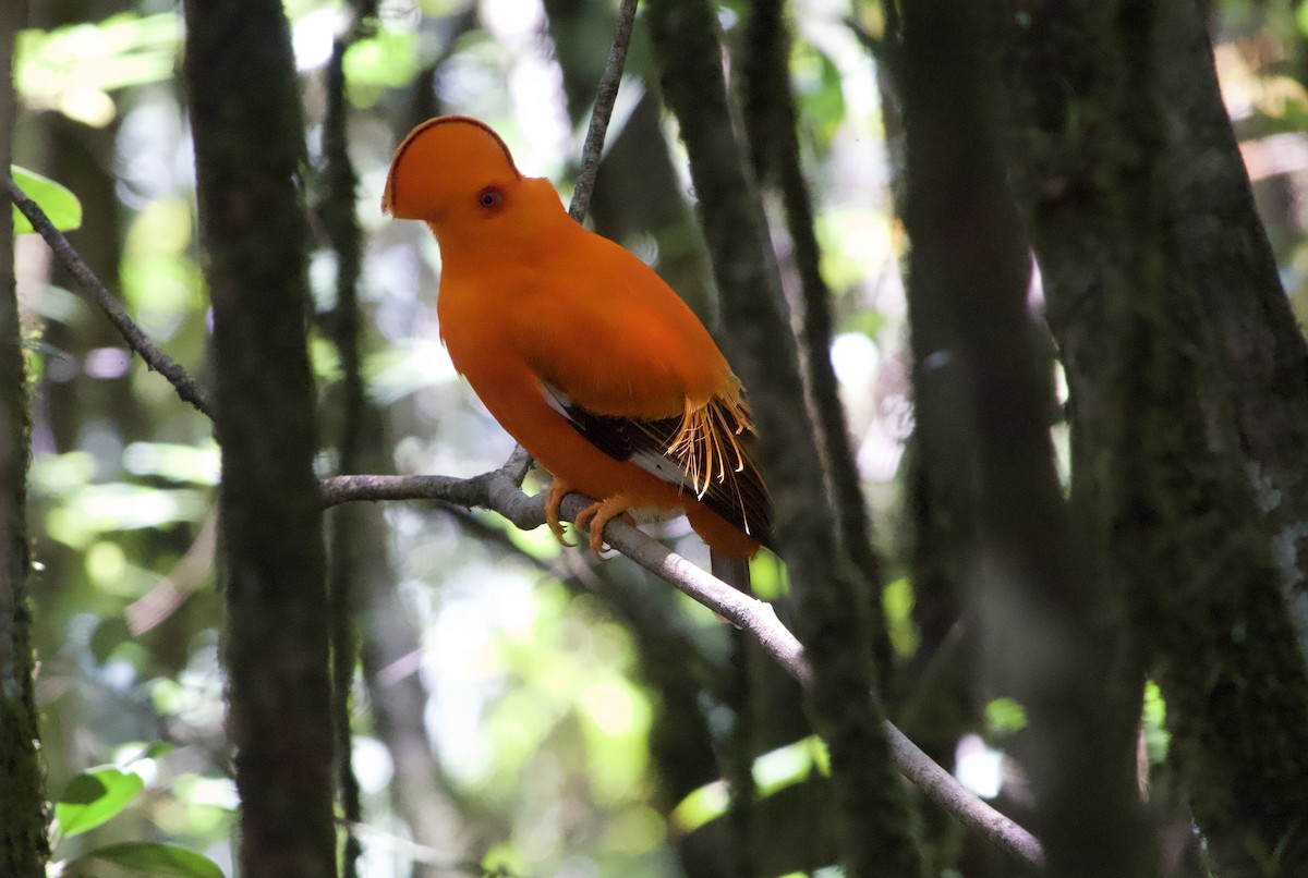 Guianan Cock-of-the-rock - ML638618948