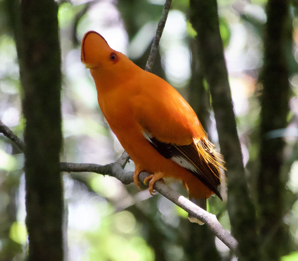 Guianan Cock-of-the-rock - ML638618949