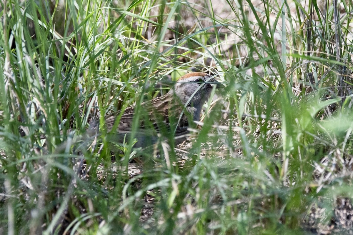 Chipping Sparrow - ML638618954