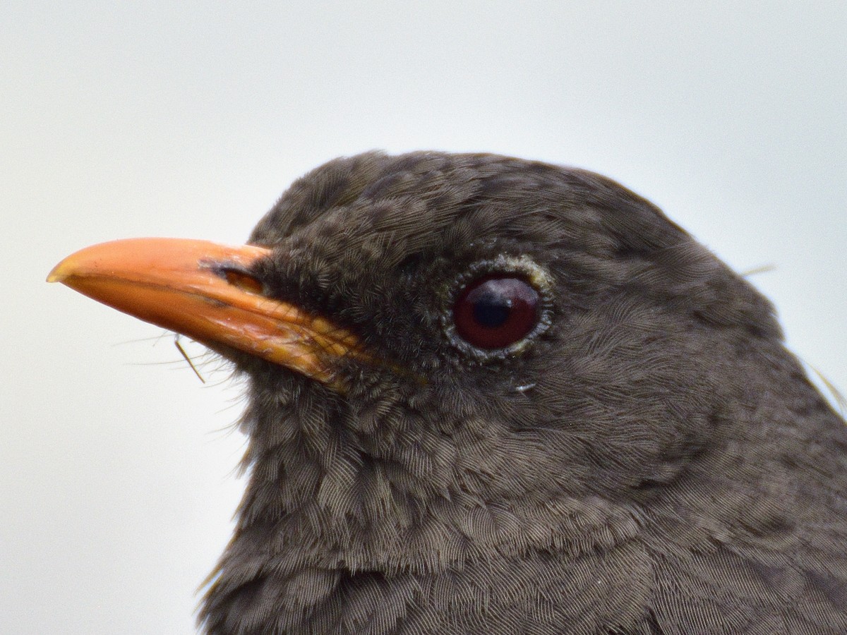 Great Thrush - ML638618993