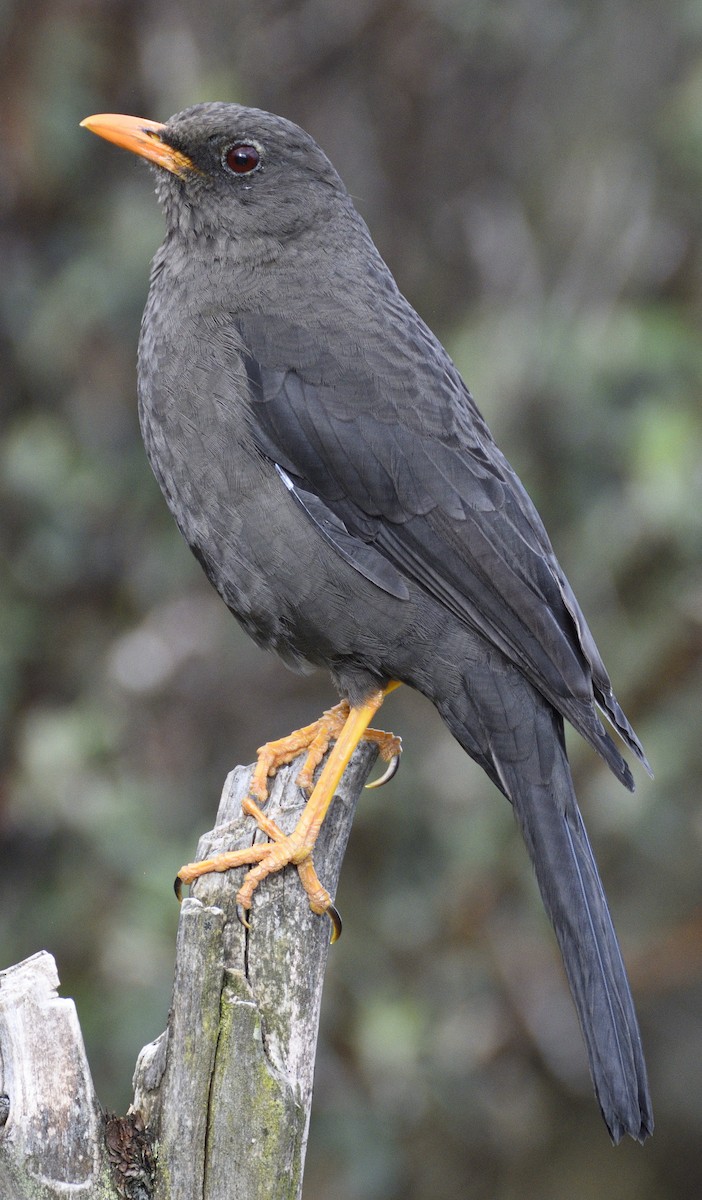 Great Thrush - ML638618995