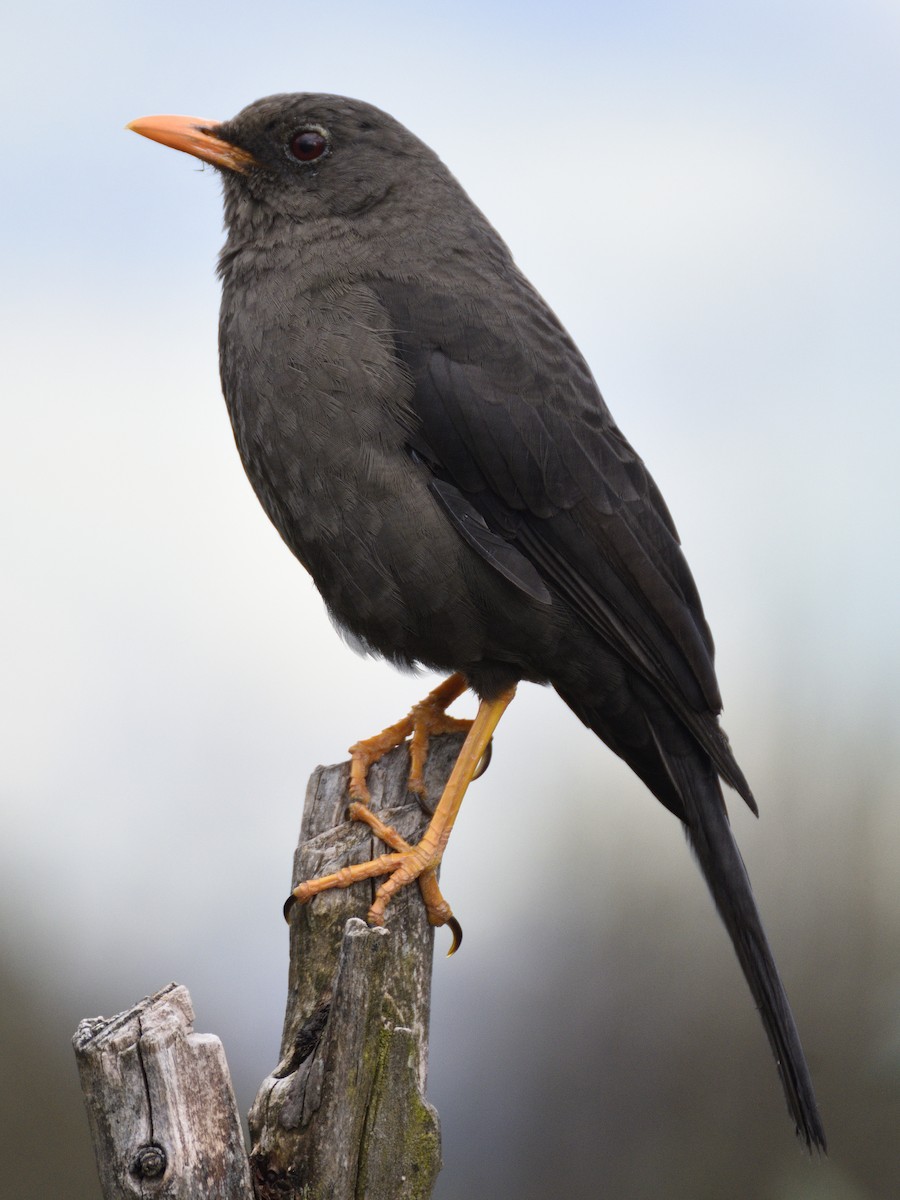 Great Thrush - ML638618996