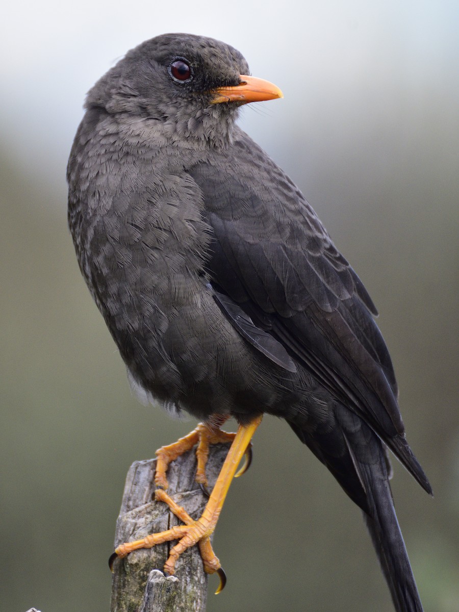 Great Thrush - ML638618998