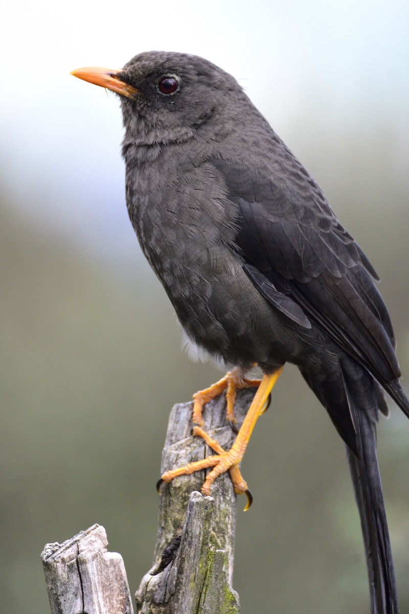 Great Thrush - ML638618999