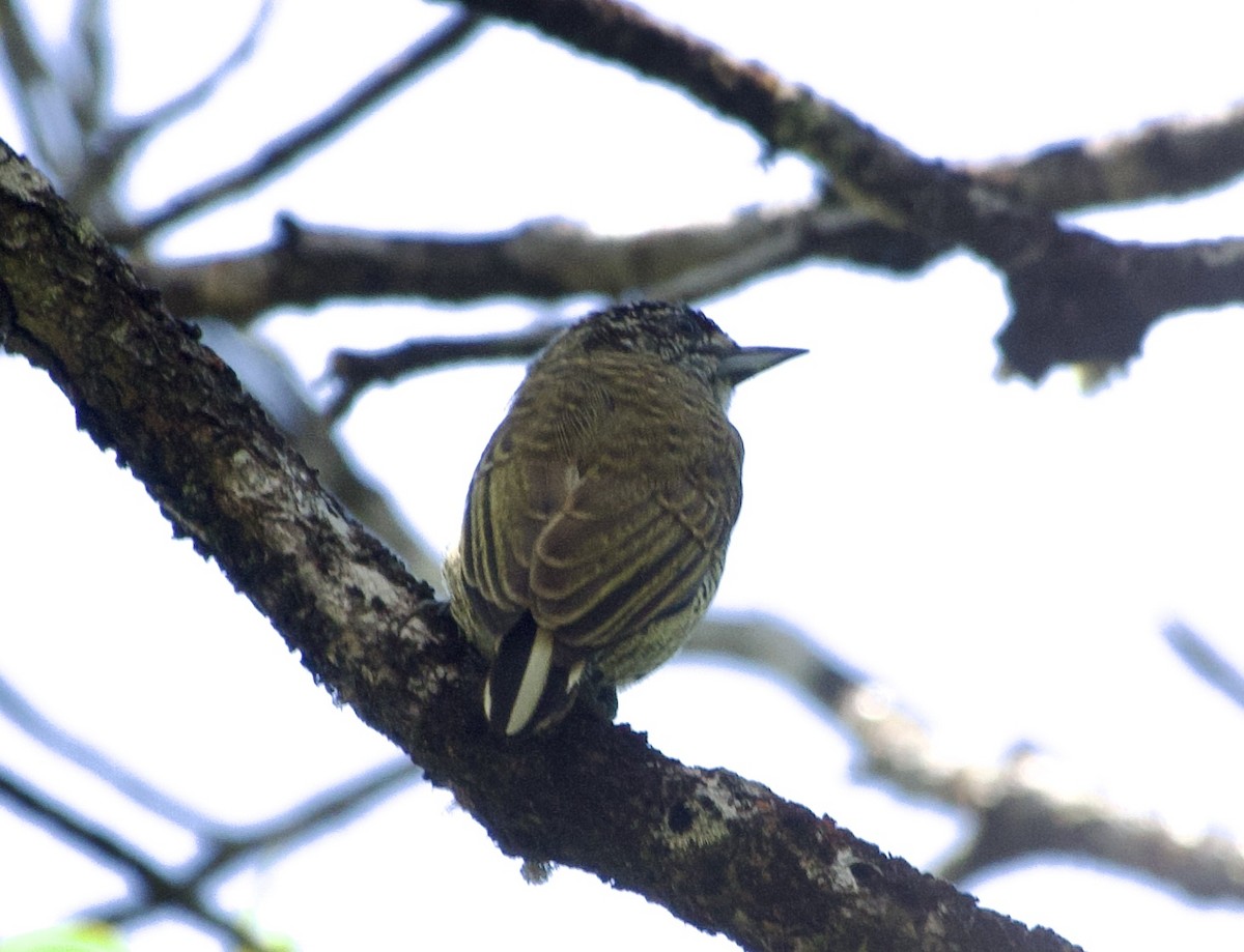 Golden-spangled Piculet - ML638619000
