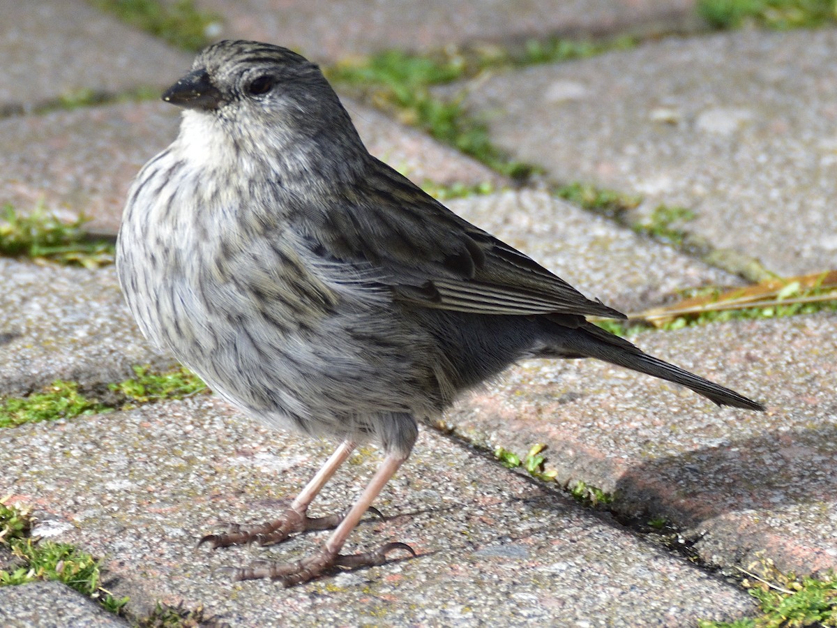Plumbeous Sierra Finch - ML638619003