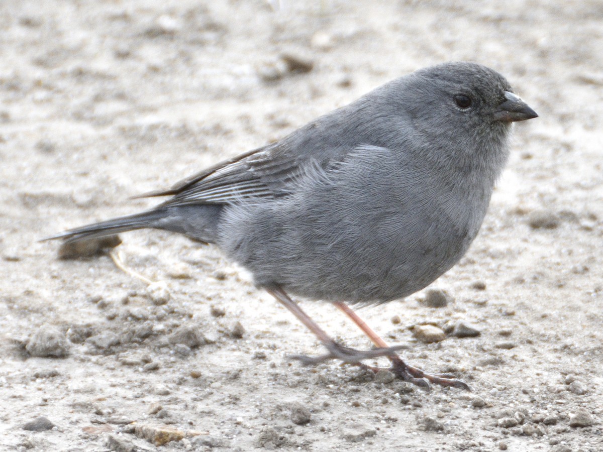 Plumbeous Sierra Finch - ML638619004