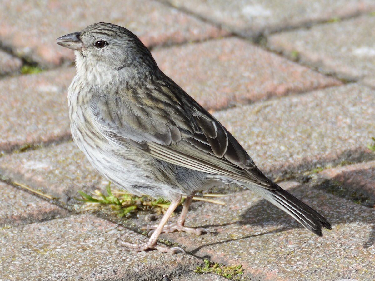 Plumbeous Sierra Finch - ML638619006