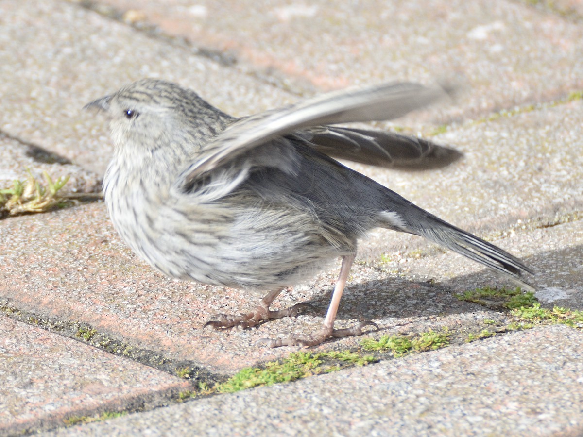 Plumbeous Sierra Finch - ML638619007