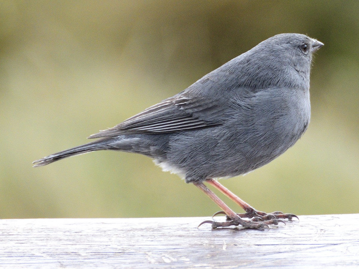 Plumbeous Sierra Finch - ML638619008