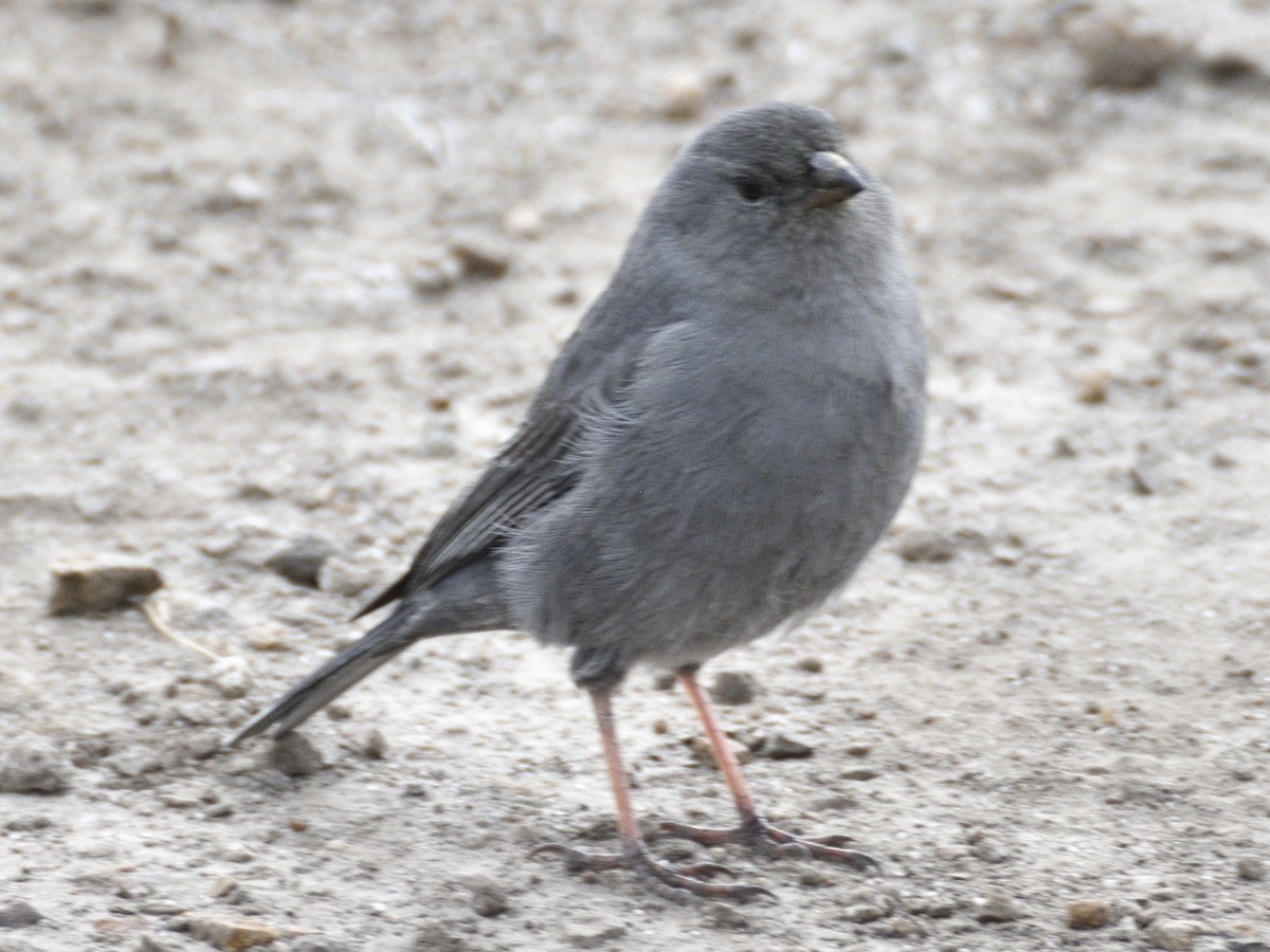 Plumbeous Sierra Finch - ML638619009