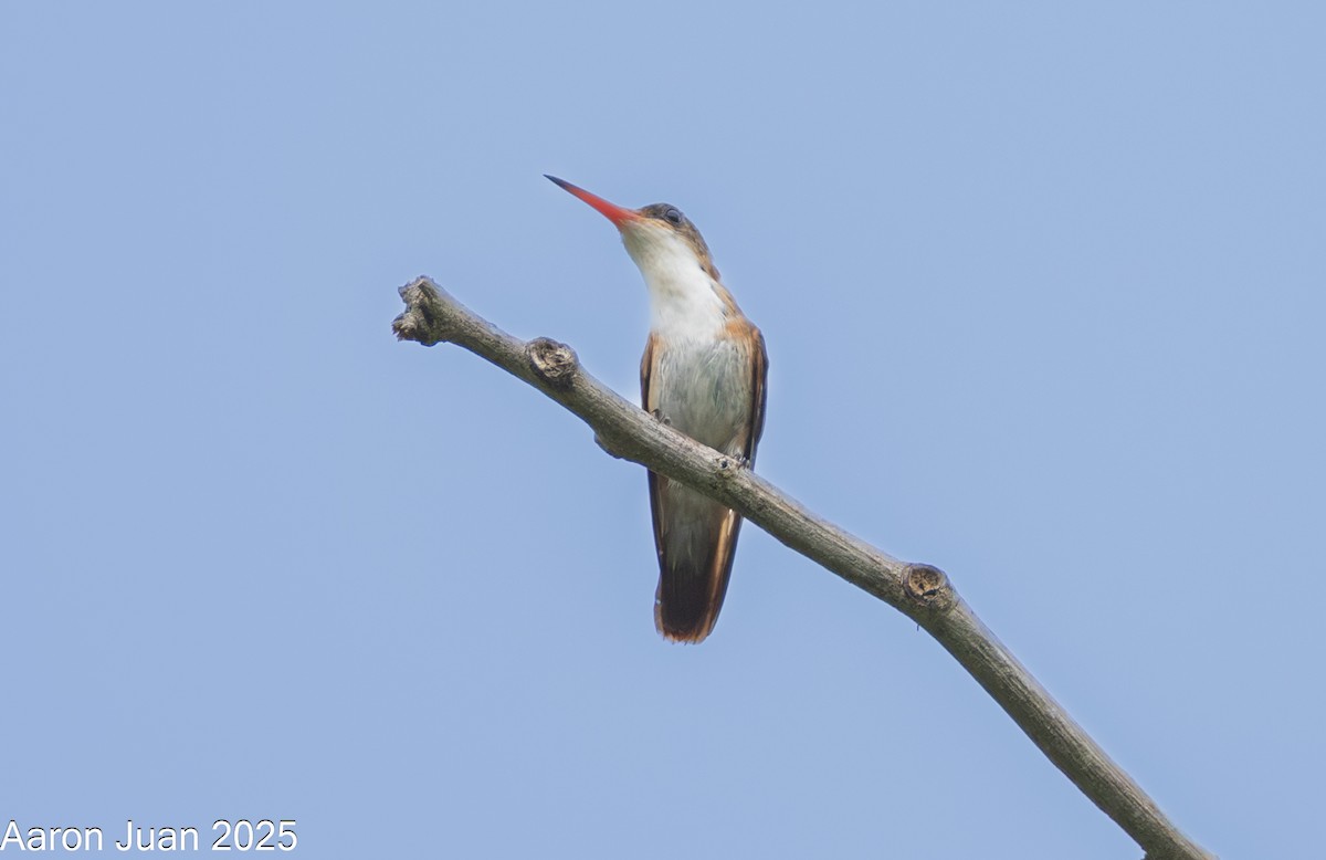 Green-fronted Hummingbird - ML638619028