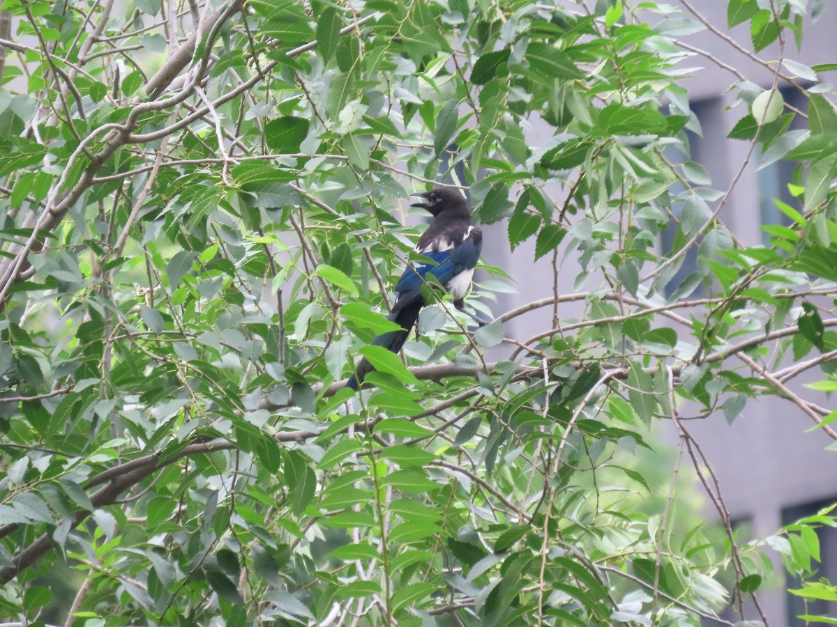 Oriental Magpie - ML638619037