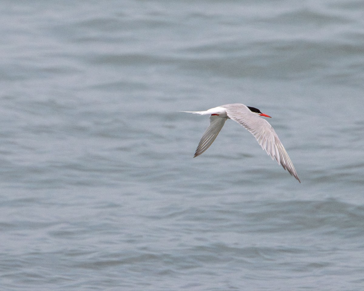 Forster's Tern - ML638619055